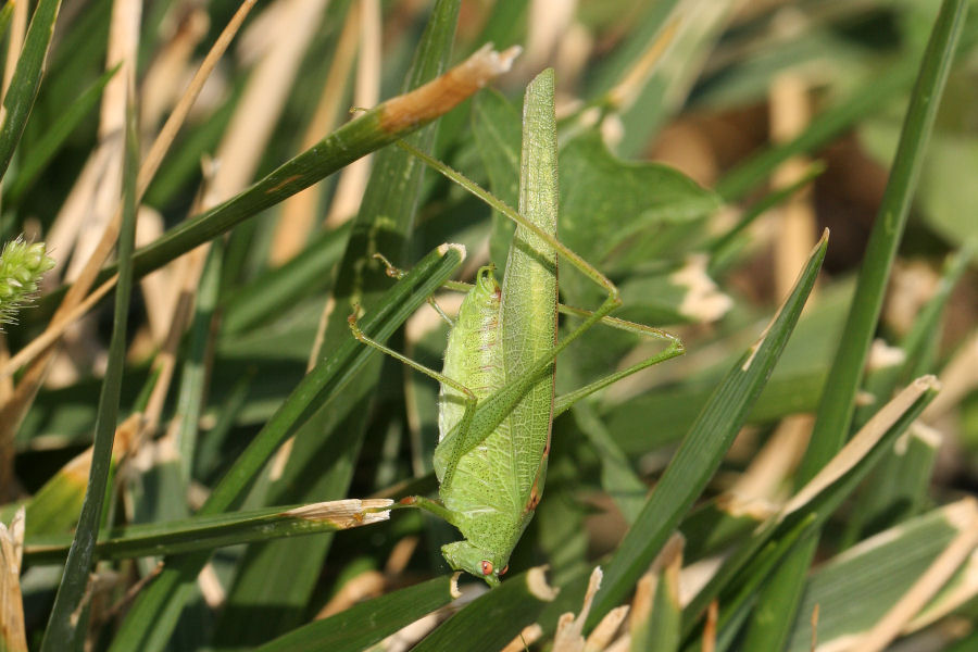 Phaneroptera nana