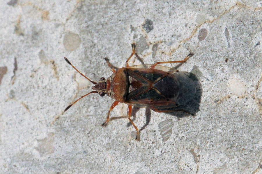 Lygaeidae: Kleidocerys resedae dell''Emilia (BO)