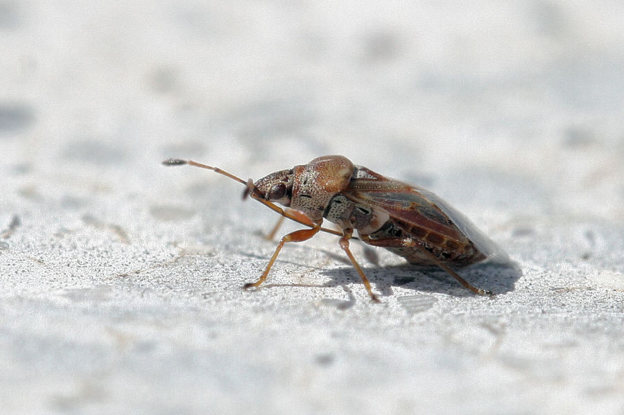 Lygaeidae: Kleidocerys resedae dell''Emilia (BO)