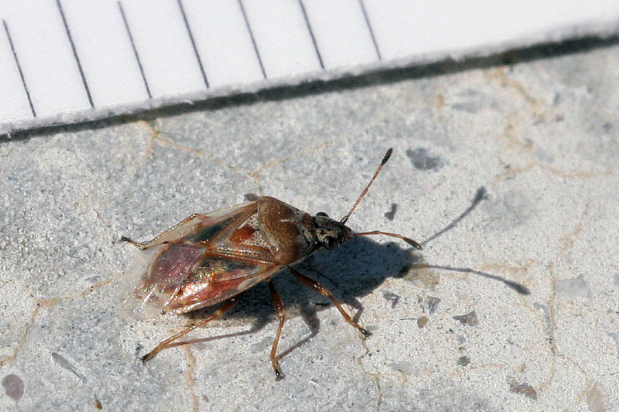 Lygaeidae: Kleidocerys resedae dell''Emilia (BO)
