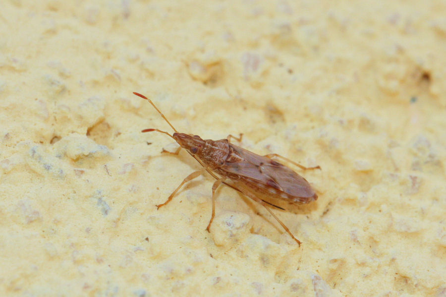 Lygaeidae: Belonochilus numenius dell''Emilia (BO)