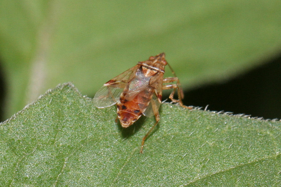 Lygaeidae: Belonochilus numenius dell''Emilia (BO)