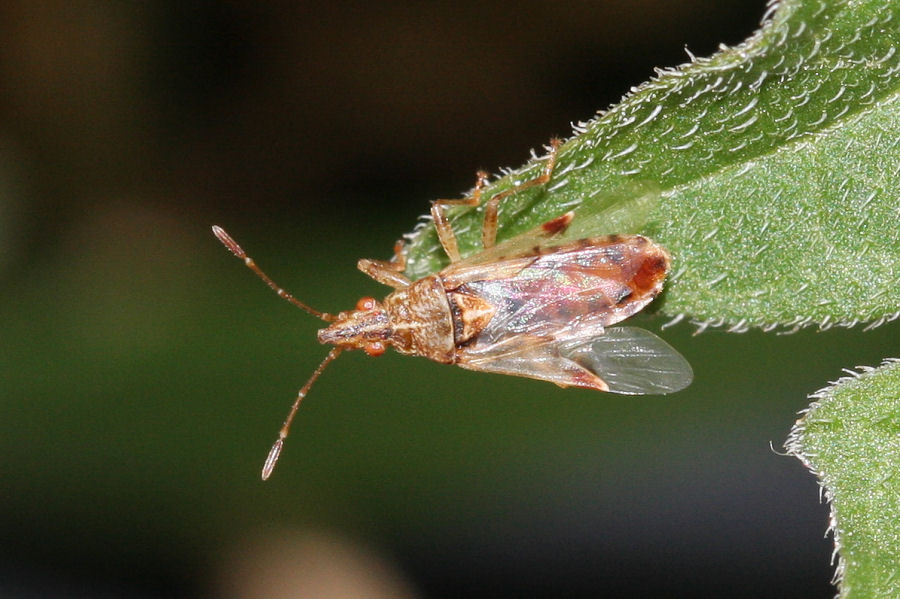 Lygaeidae: Belonochilus numenius dell''Emilia (BO)