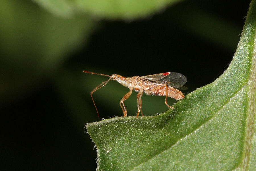 Lygaeidae: Belonochilus numenius dell''Emilia (BO)