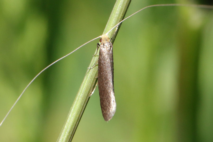Nematopogon sp. (Adelidae)