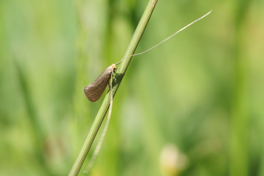 Nematopogon sp. (Adelidae)