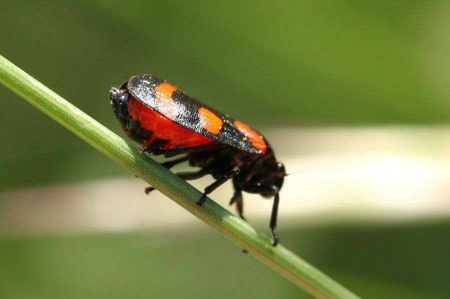 Cercopis arcuata - Emilia Romagna