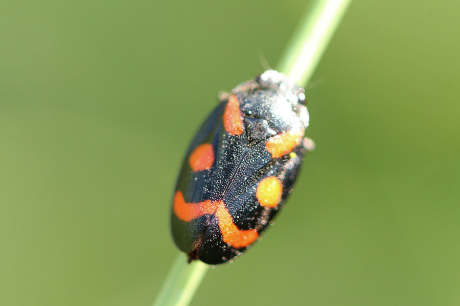 Cercopis arcuata - Emilia Romagna