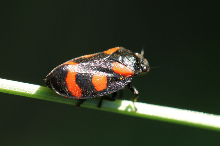 Cercopis arcuata - Emilia Romagna