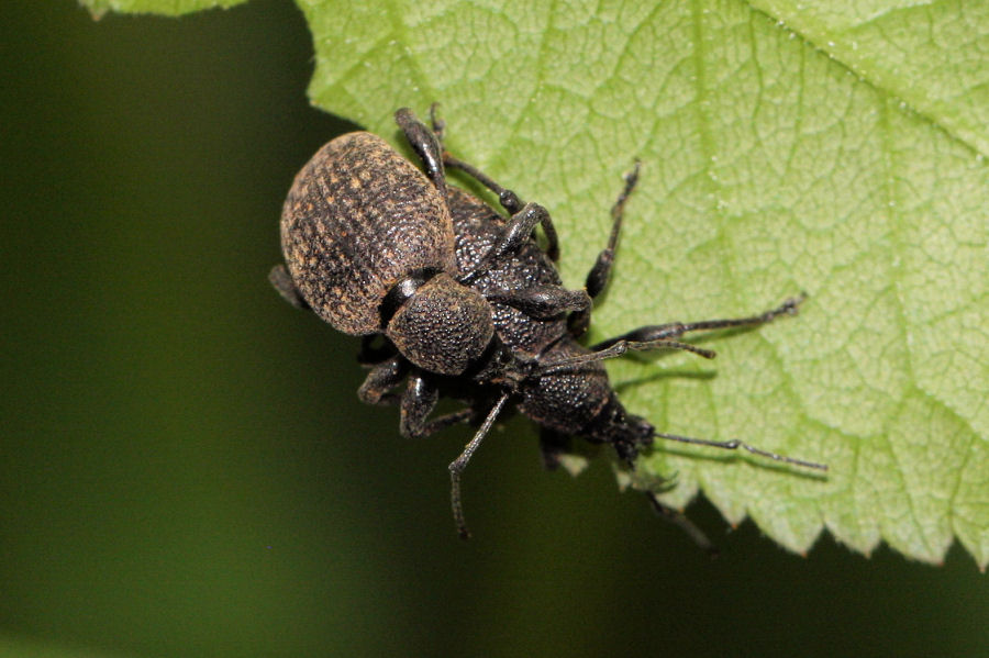 Otiorhynchus armadillo