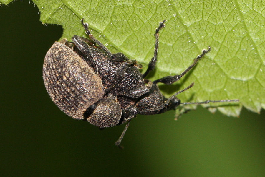 Otiorhynchus armadillo
