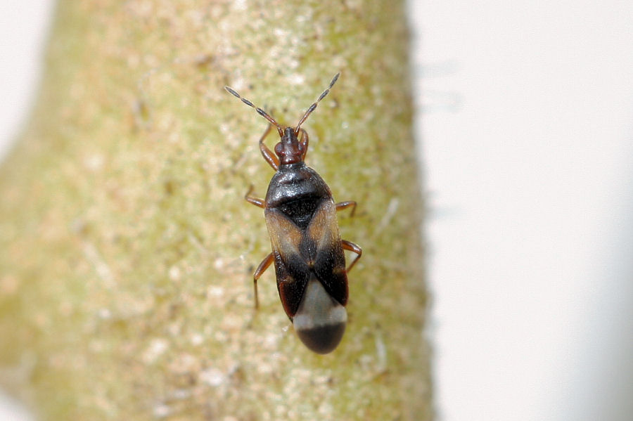 Anthocoridae: Anthocoris sp.?