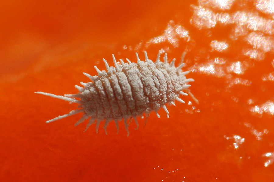 Cocciniglia? Pseudococcidae