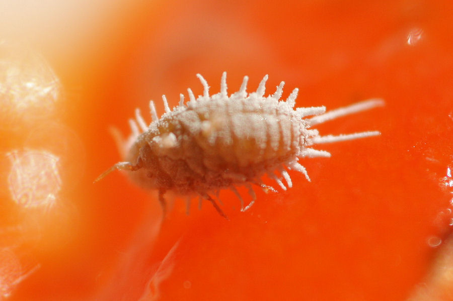 Cocciniglia? Pseudococcidae