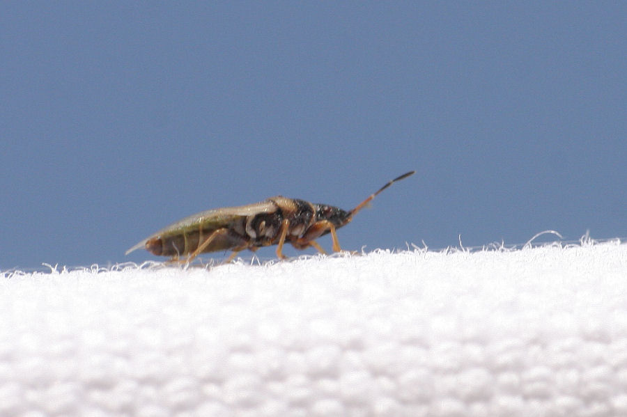 Lygaeidae: Oxycarenus pallens