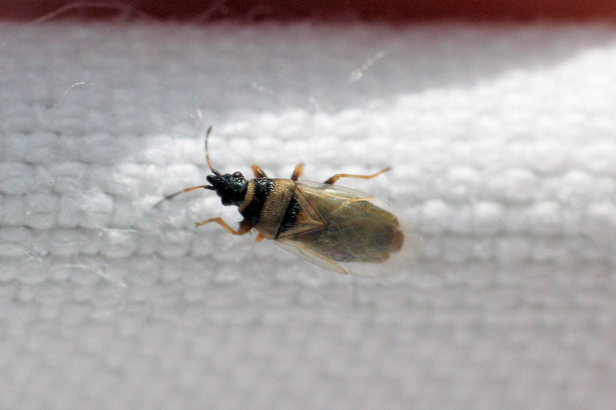 Lygaeidae: Oxycarenus pallens