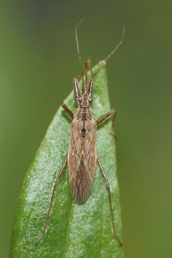 Nabis sp. : nabis punctatus?