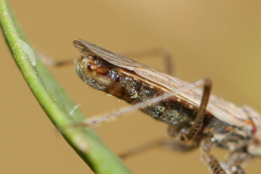 Nabis sp. : nabis punctatus?