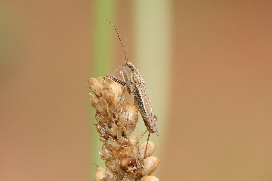 Nabis sp. : nabis punctatus?
