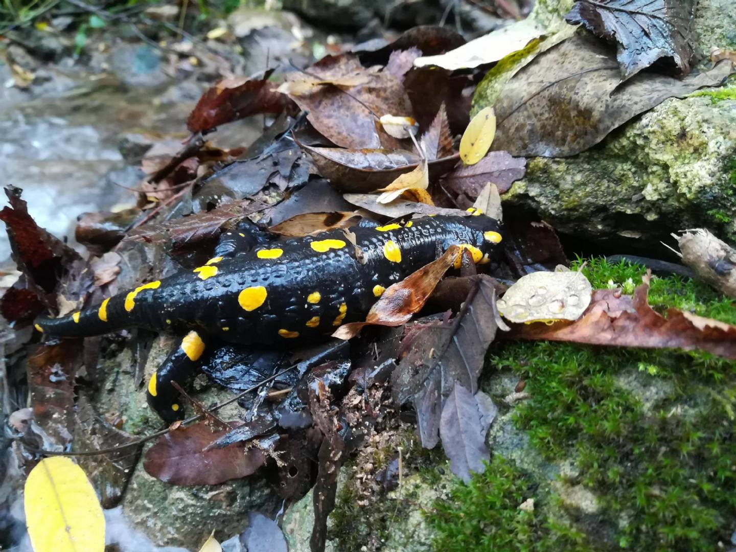 Larve di Salamandra pezzata e due adulti lungo il torrente (Monti Berici)