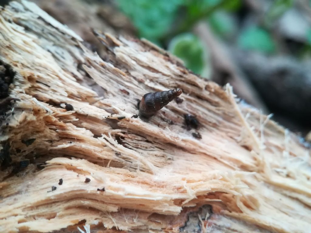 Riconoscimento crisalide?  No, si tratta di una chiocciola - Charpentieria sp. juv.