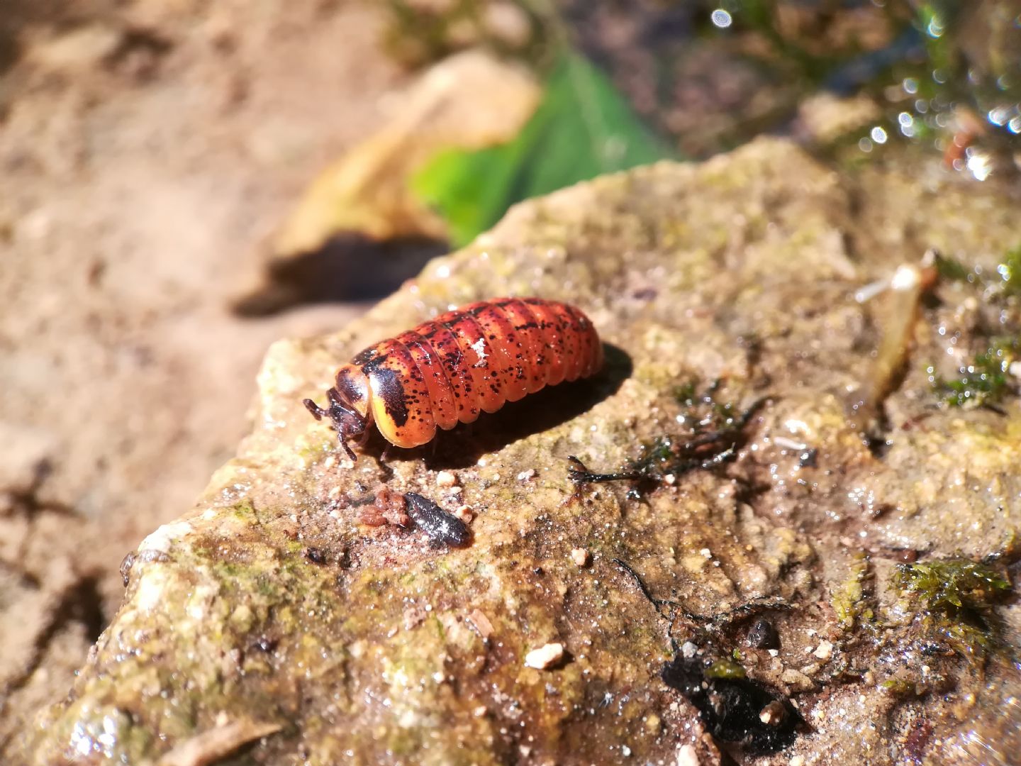 Glomeridae: Glomeris da id.