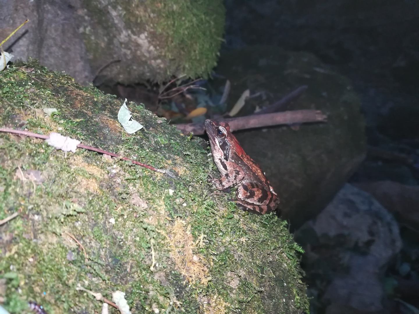 Rana latastei con macchia rossa