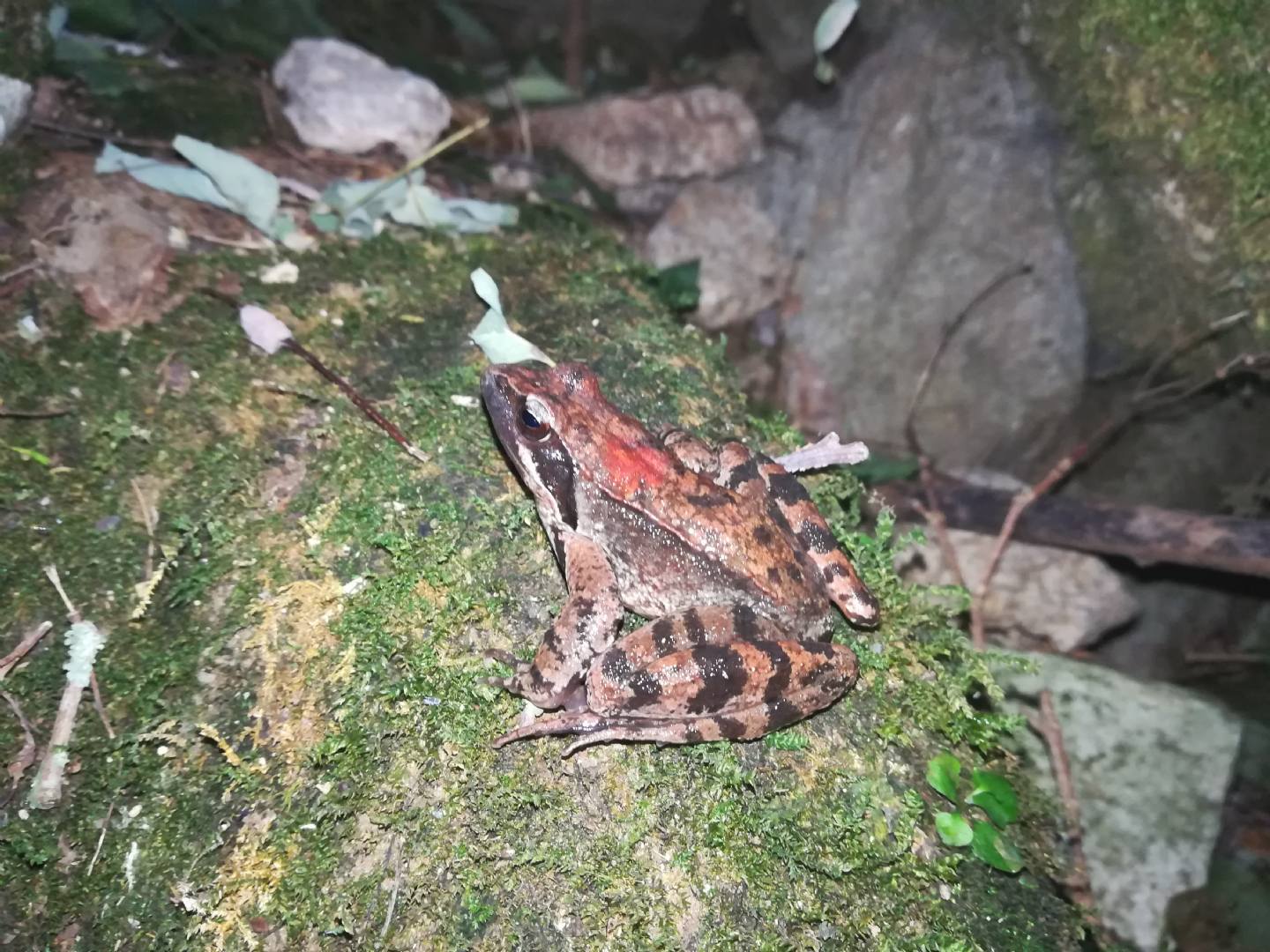 Rana latastei con macchia rossa