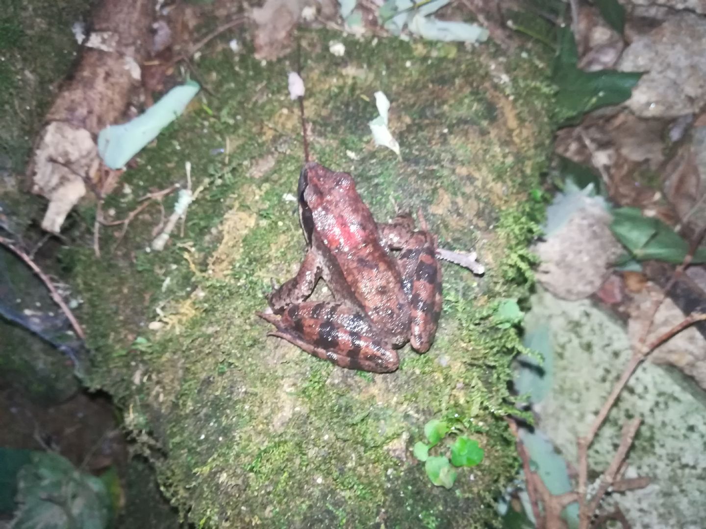 Rana latastei con macchia rossa