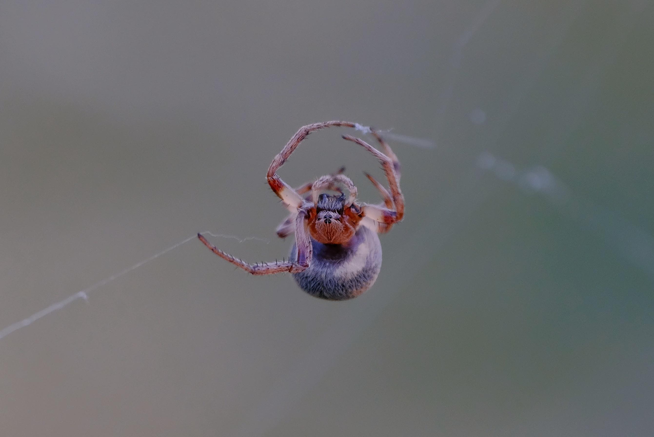 Riconoscimento Araneidae