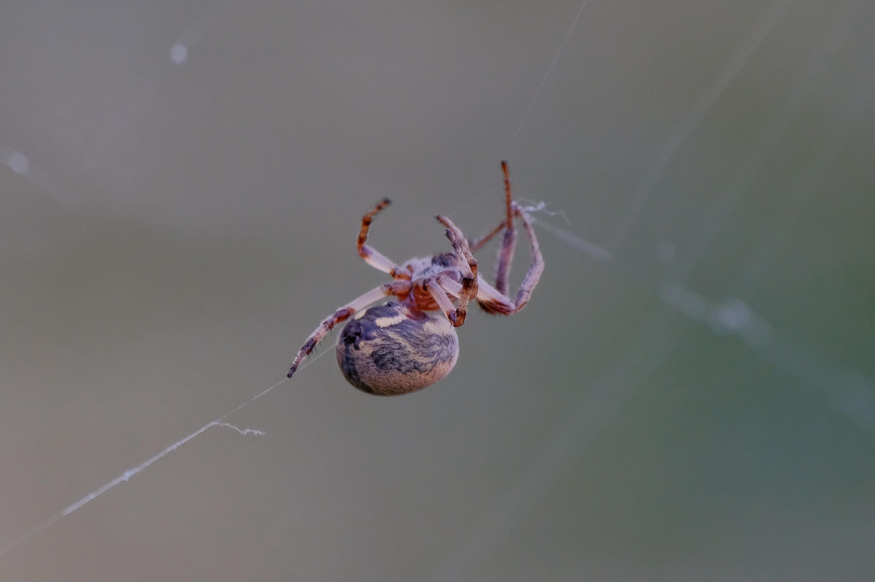 Riconoscimento Araneidae