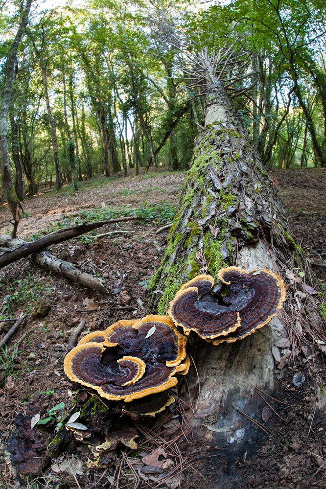 Dalla Maremma (Phaeolus schweinitzii)