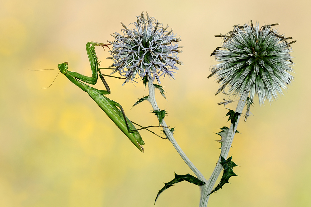 Echinops SP.