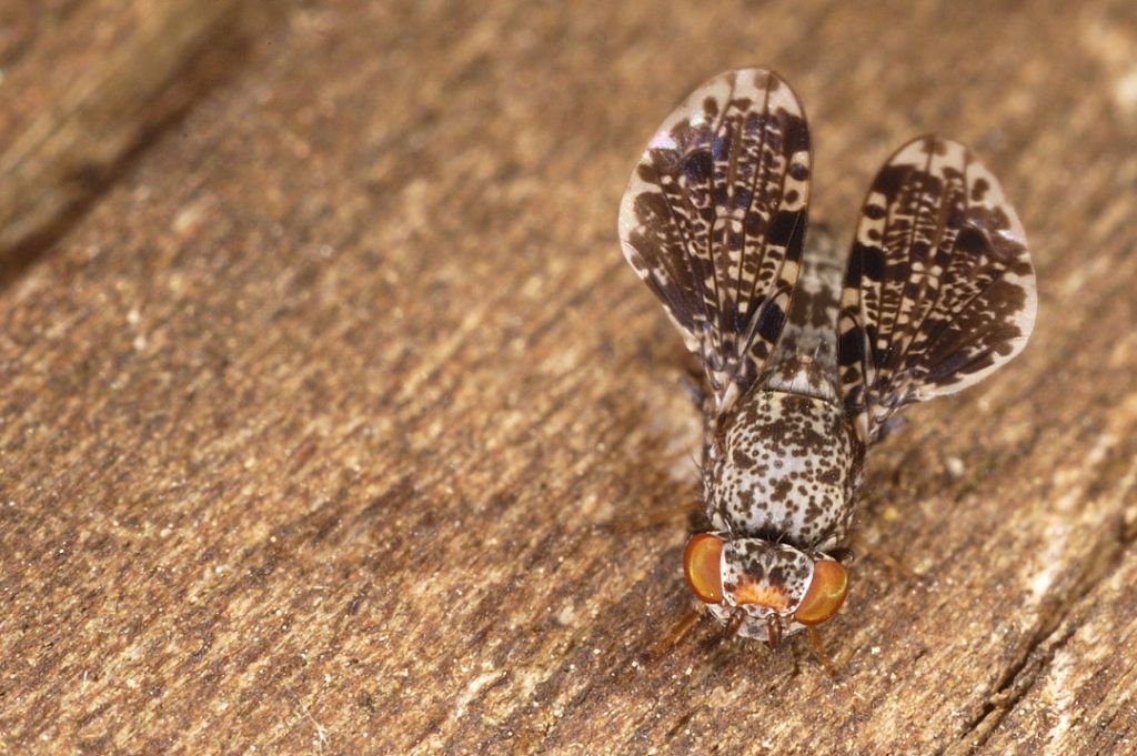 Femmina di Callopistromyia annulipes (Ulidiidae)