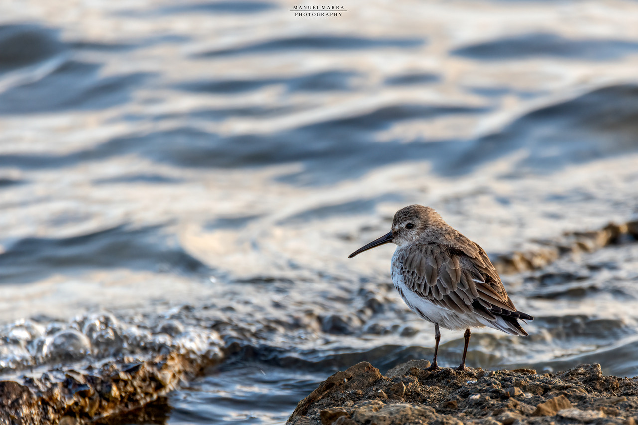 Piovanello pancianera, Calidris alpina