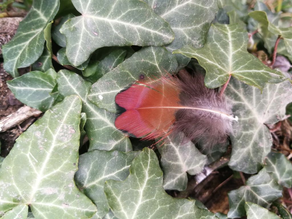 Piuma sconosciuta