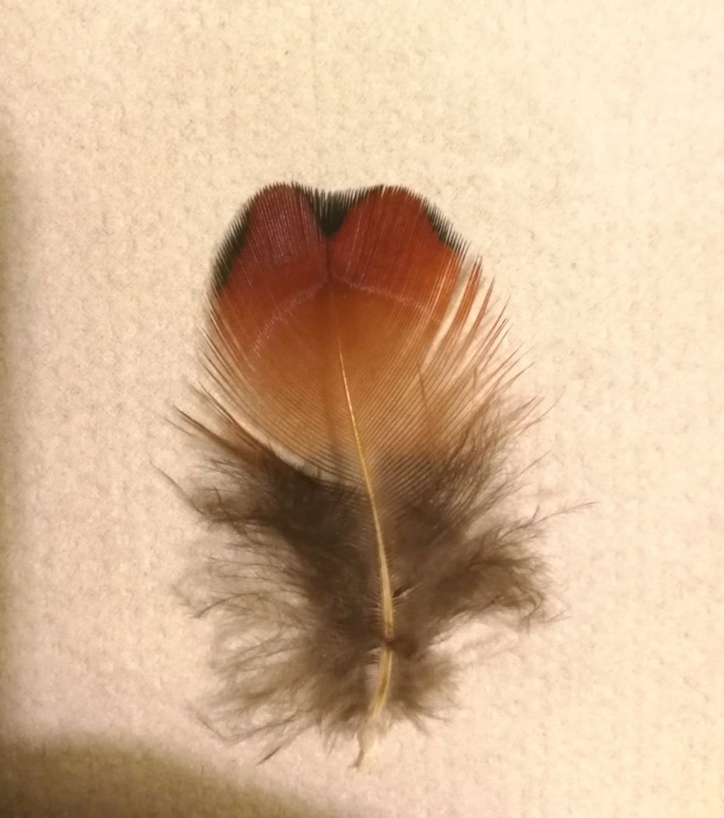 Piuma sconosciuta