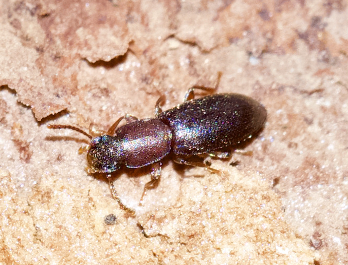 Boromorphus tagenioides (Lucas, 1846)