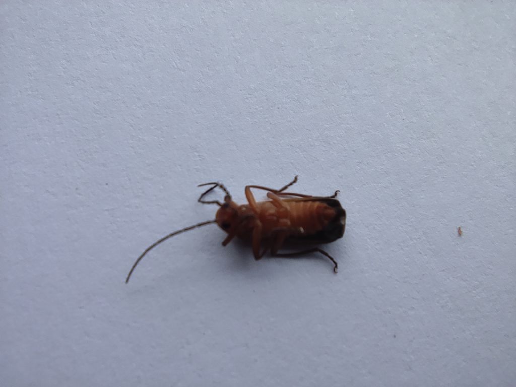 Tarlo o altro insetto?!  Rhagonycha fulva (Cantharidae)
