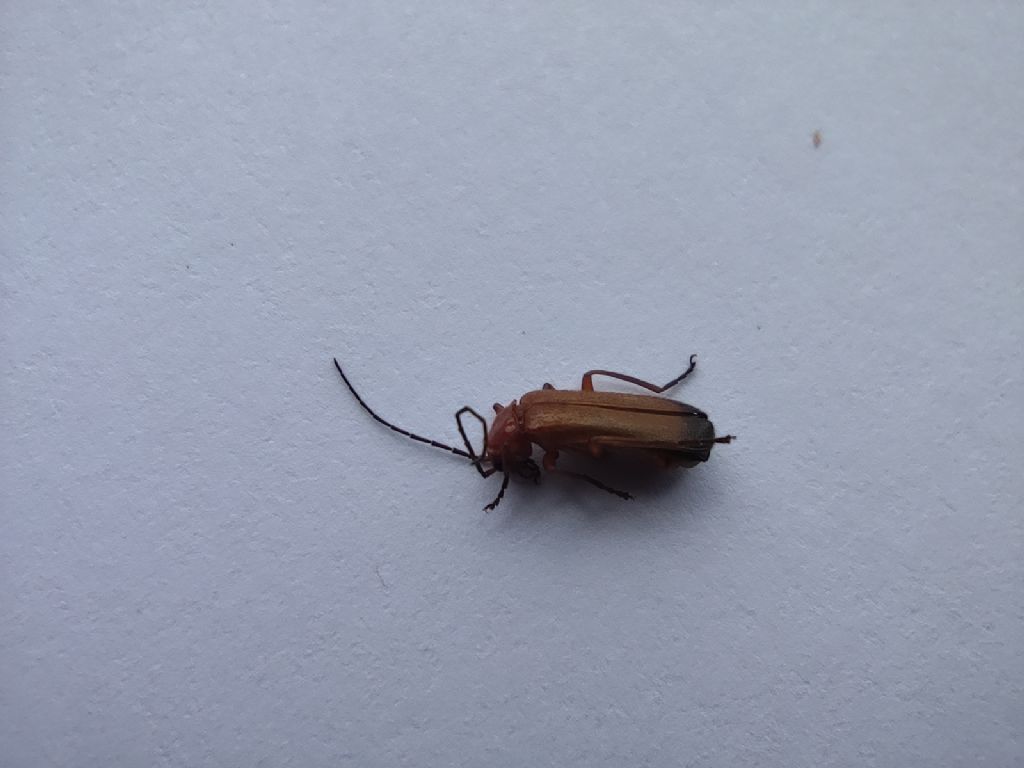 Tarlo o altro insetto?!  Rhagonycha fulva (Cantharidae)