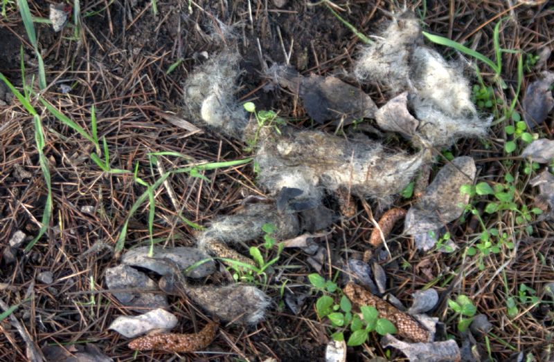 Identificazione fatte, tane... e un''orma