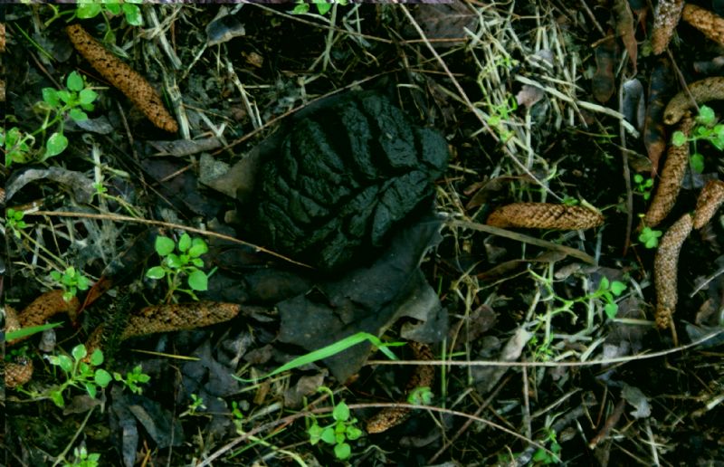 Identificazione fatte, tane... e un''orma