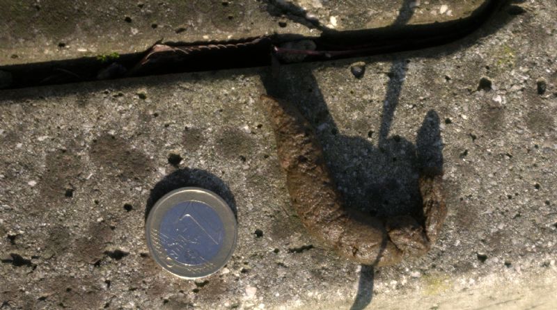 Identificazione fatte, tane... e un''orma