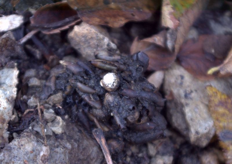 Identificazione fatte, tane... e un''orma