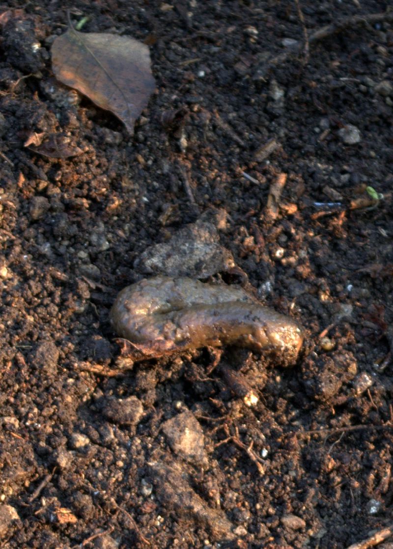 Identificazione fatte, tane... e un''orma