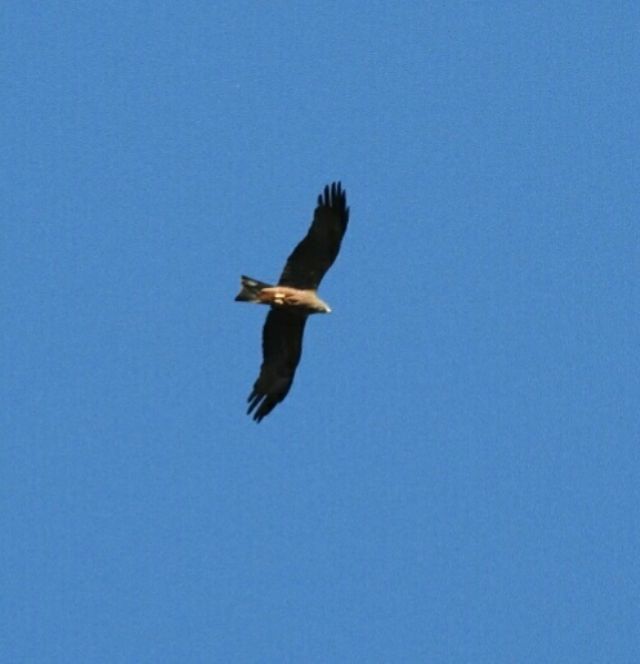 Nibbio bruno (Milvus migrans)