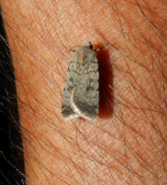 Sempre Linosa : Caradrina  cfr. morpheus