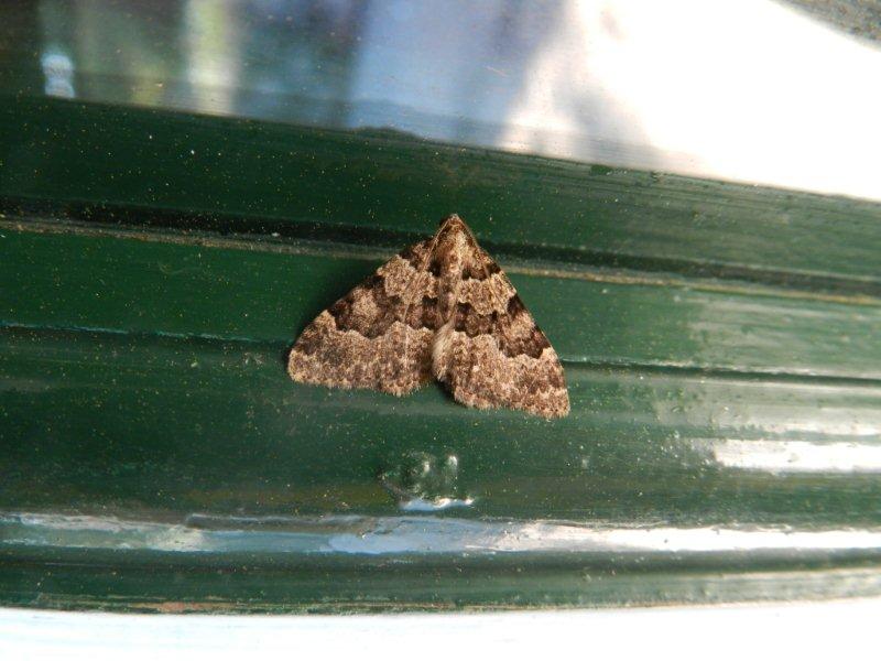 ID falena - Nebula ibericata