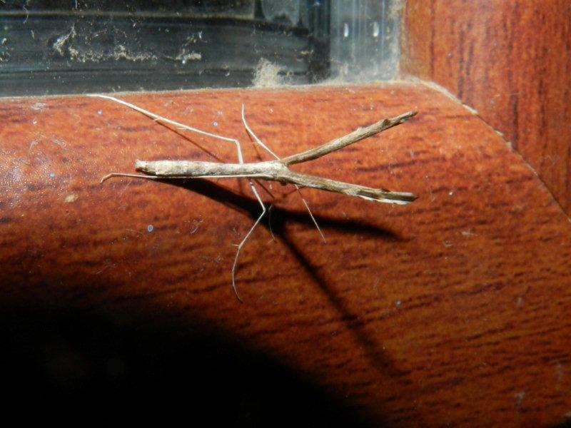 Pterophoridae: Capperia zelleri ( Adamczewski, 1951) ?