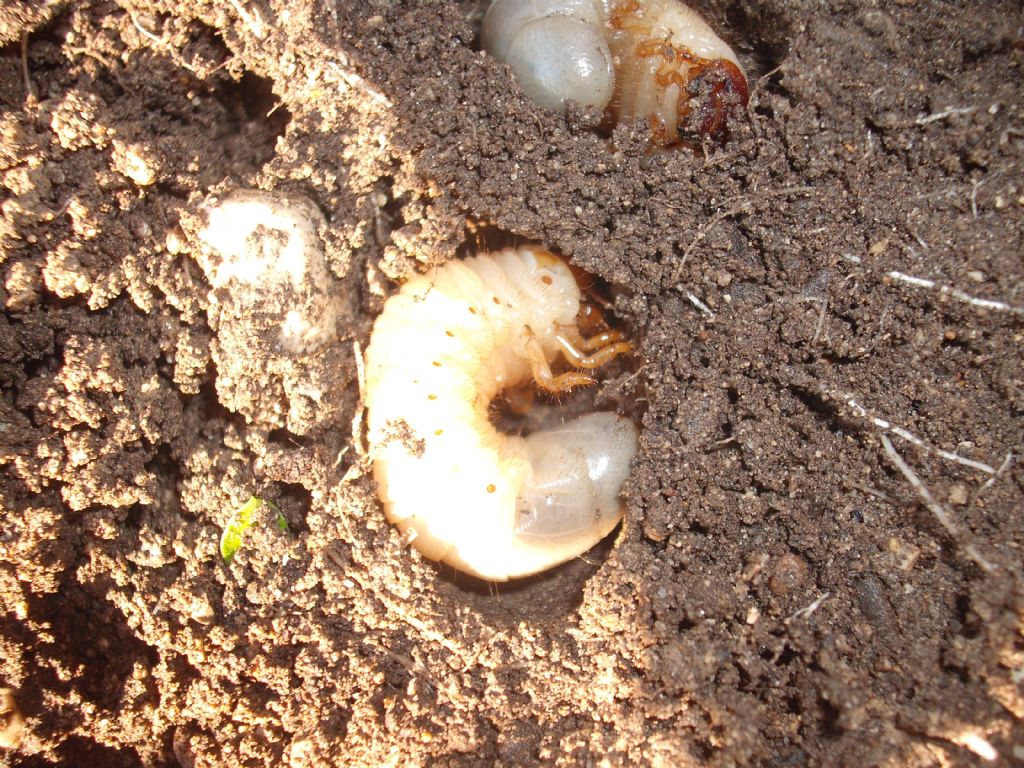 Trovate 16 larve di scarabeide